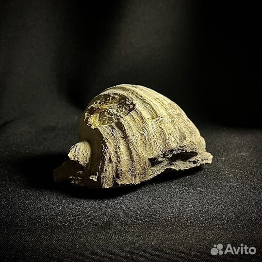 Брахиопода окаменелость ископаемое