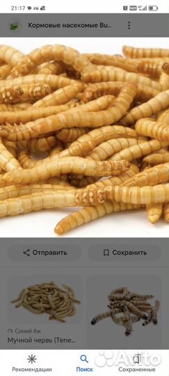Мучной червь живой