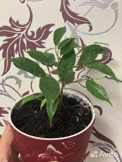 Бенджамина