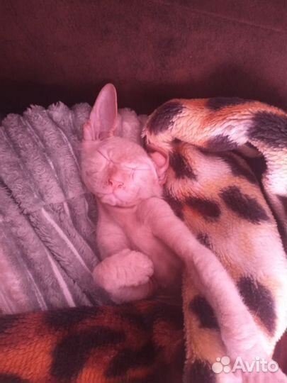 Продам кошку