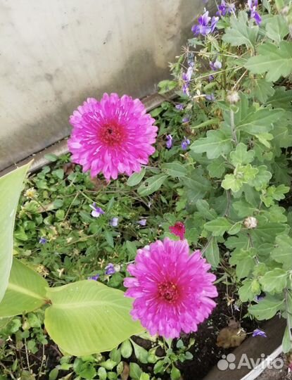 Хризантемы,сентябринки,мальва