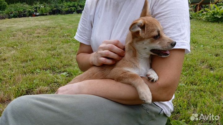 Щенки в добрые руки