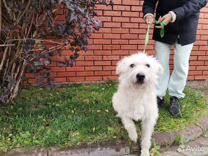 Очень ласковая собачка