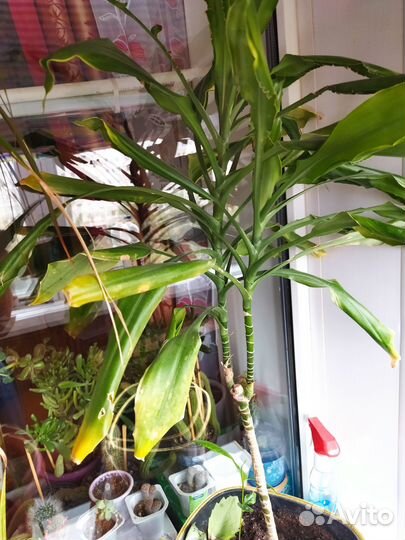 Драцена деремская