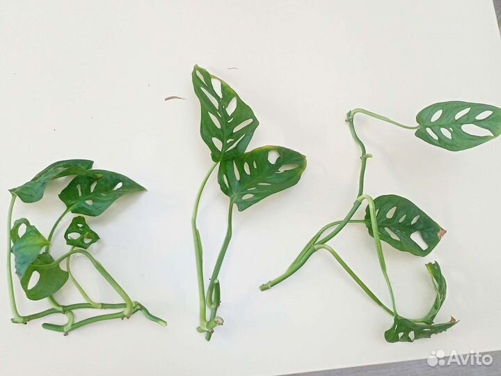 Комнатное растение,Монстера манки