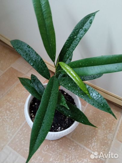 Фикус Амстел кинг