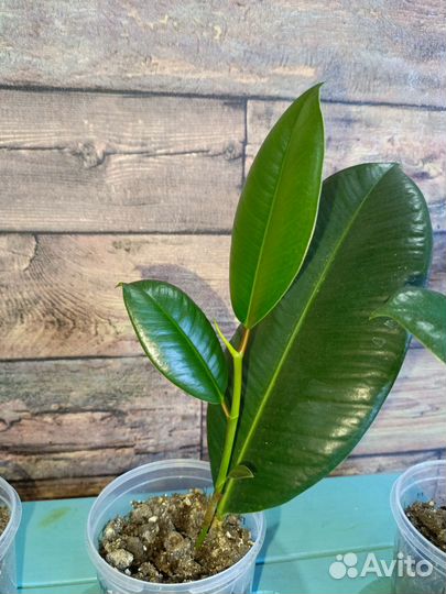 Фикус каучуконосный