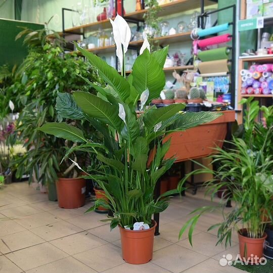 Спатифиллум себастьяно