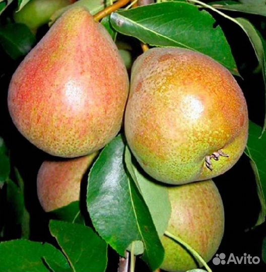 Саженцы груши Белорусская поздняя