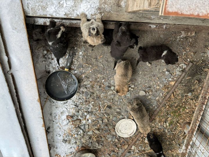 Собаки бесплатно в добрые руки щенки