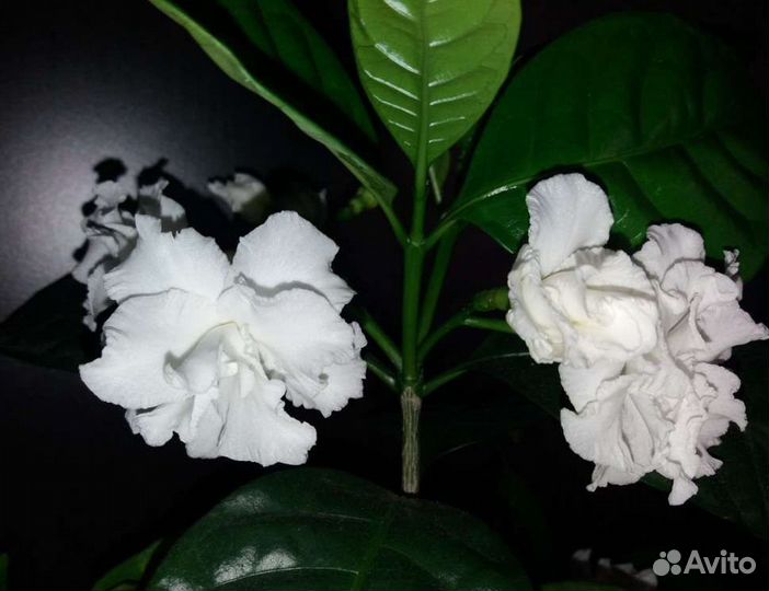 Табернемонтана комнатная