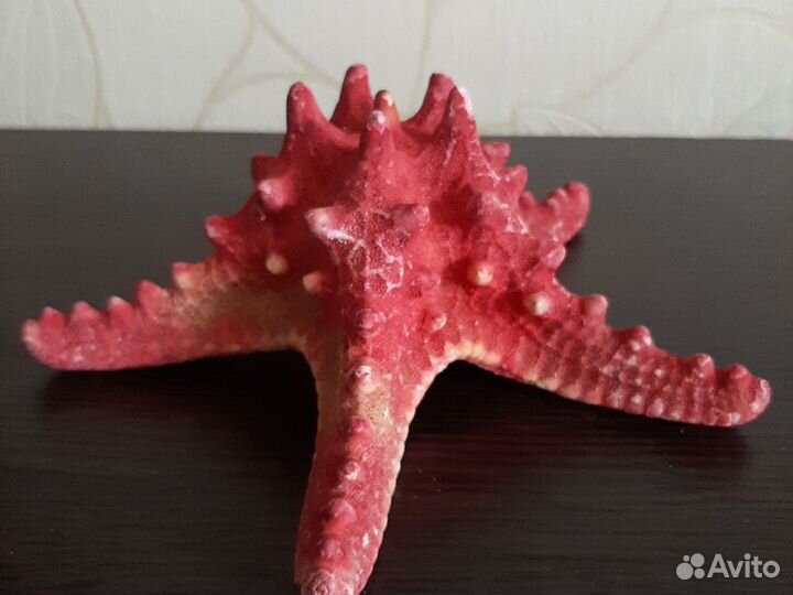 Морская звезда