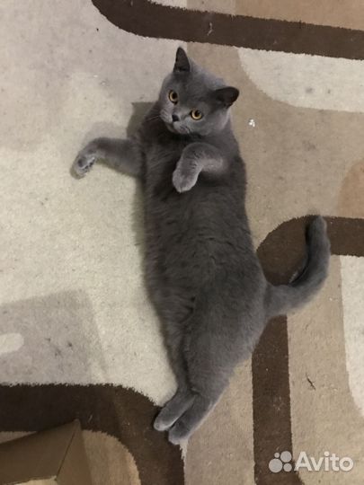 Кошка Британка отдам
