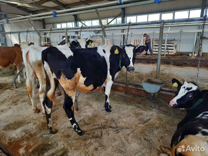 Телки, телята, коровы