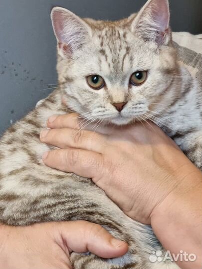 Продам шотландских котят