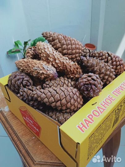 Шишки закрытые сосновые
