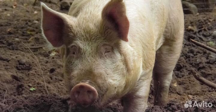 Чешский козел