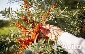 Облепиха саженцы