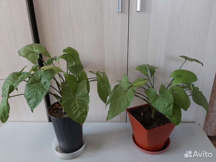 Сингониумы