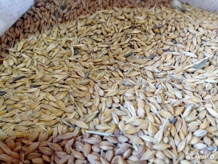 Зерно овёс пшеница ячмень кукуруза