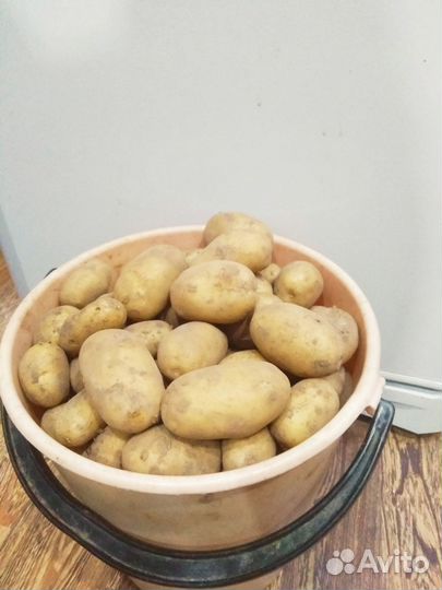 Семенной картофель