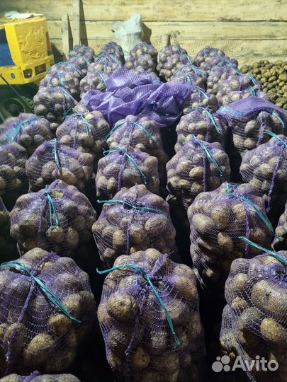 Картофель Гала оптом