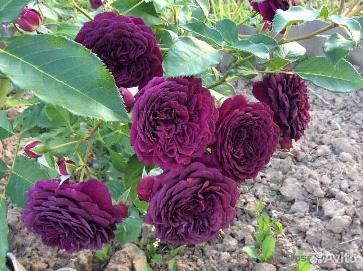 Принимаем заказы на саженцы розы осень окс