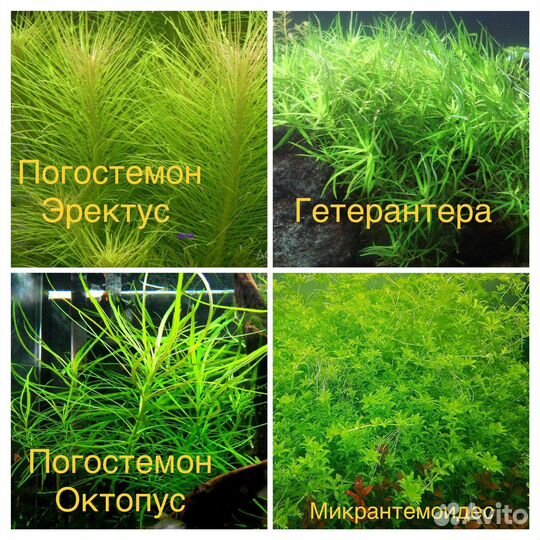 Аквариумные растения и креветки