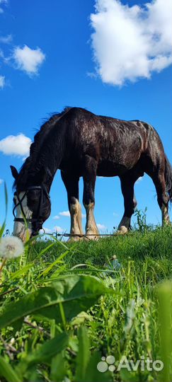 Жеребцы на покрытие