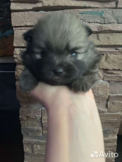 Шпицы разные. Доставка из Челябинска