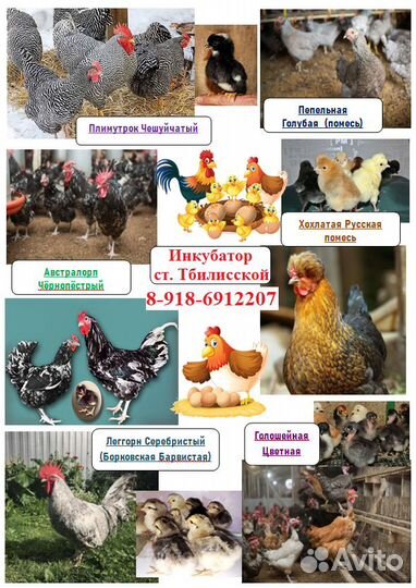 Бройлер Кобб 500 /Ross 308