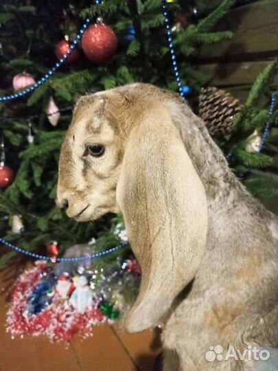 Альпийский козлик