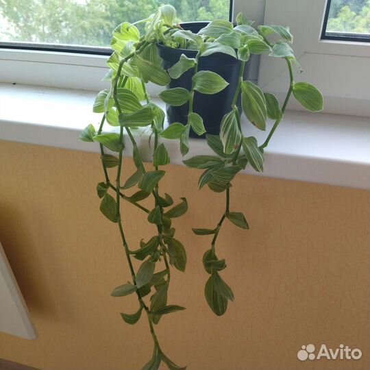 Традесканция белоцветковая