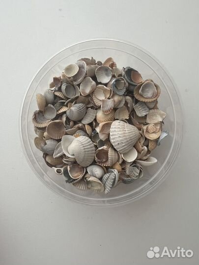 Морские ракушки маленькие