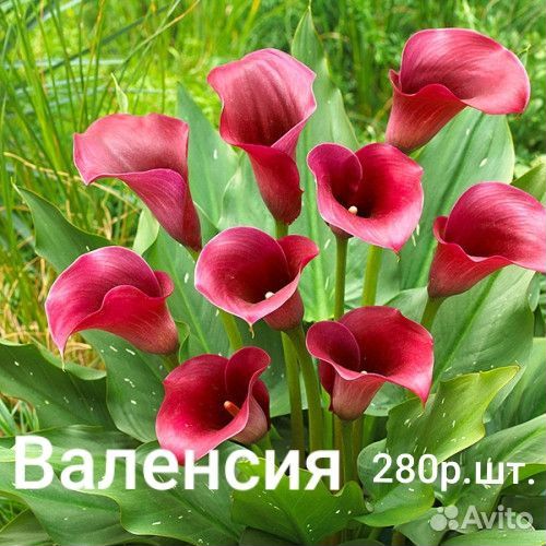 Калла, Валенсия