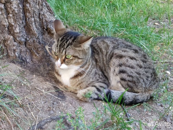 На счастье кошь