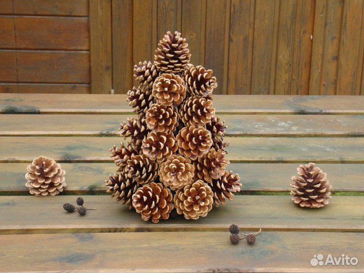 Продам шишки лиственницы и ели