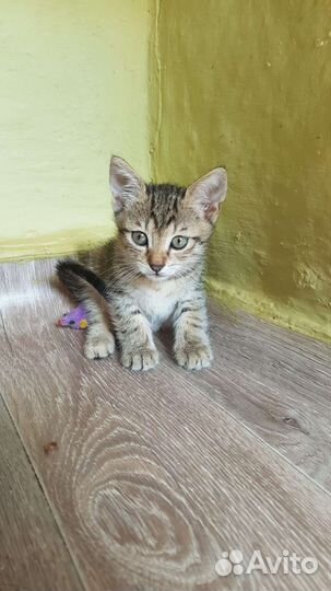 Котик -тигруш