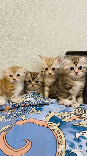 Миленькие котята