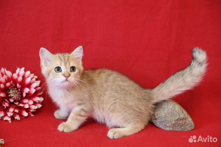 Британская золотая шиншилла