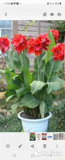 Клубни канны