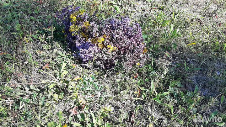 Душица сушеная