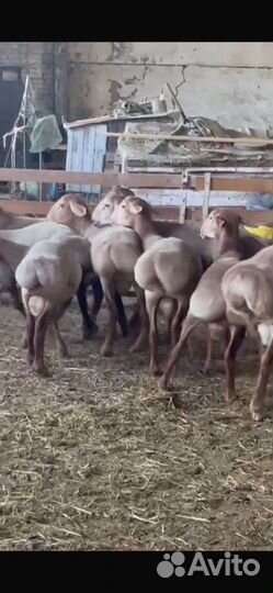 Гиссарские баранчики