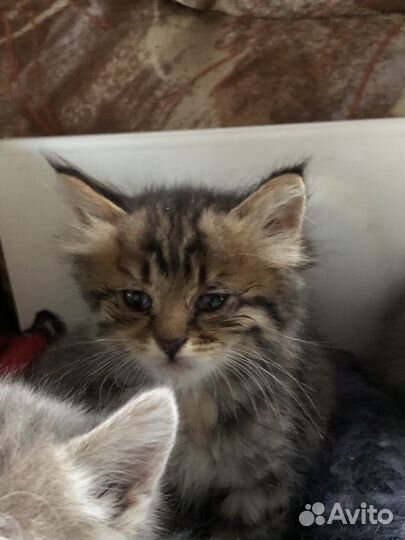 Котята бесплатно