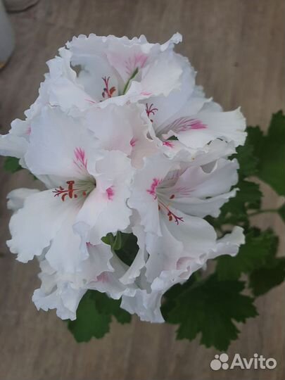 Герань пеларгония белая