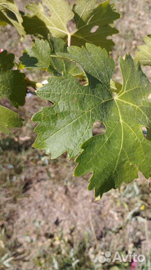 Саженцы винограда столовых и технических сортов