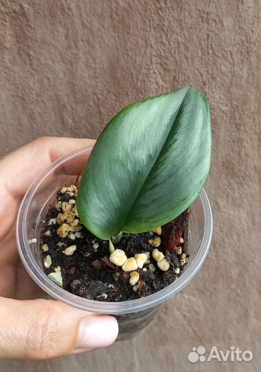 Сциндапсус мунлайт