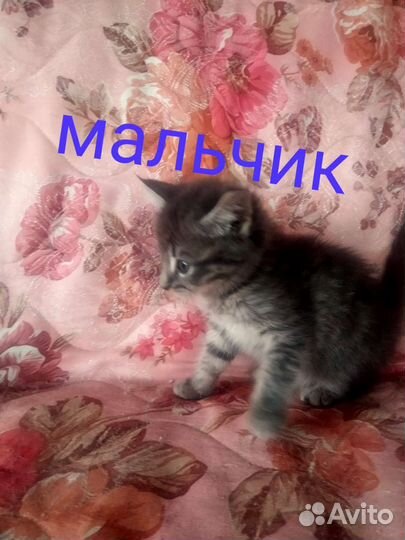 Котята в добрые руки бесплатно