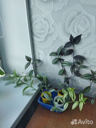 Традесканции