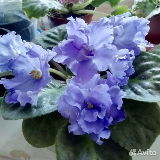 Фиалка сортовая